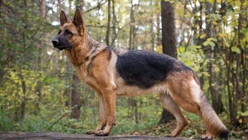 Informasi Ras Anjing German Shepherd Dog | Purina